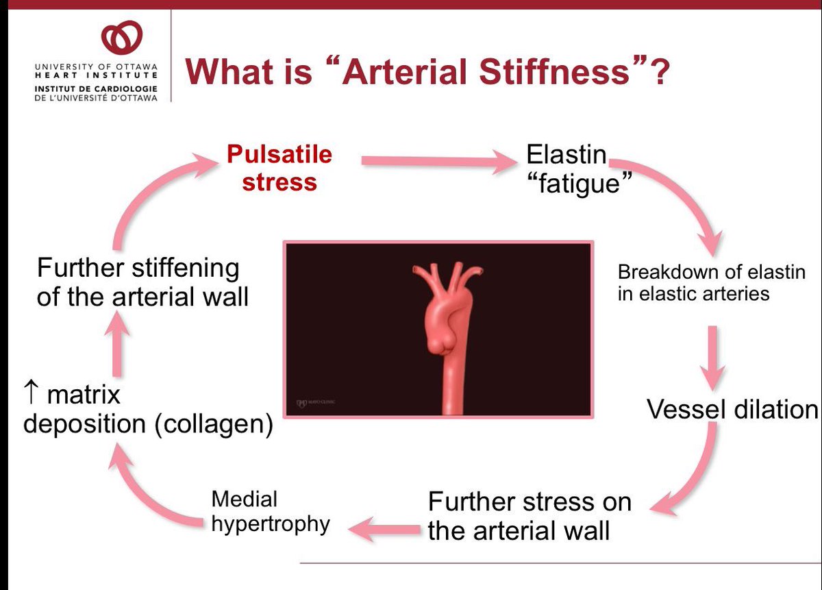 3/23 Just like any other elastic material, the elastin fibers in the aortic wall fatigue as we age. Long story short, with aging, there is elastin fiber fatigue and increased proteolytic activity in the wall, with elastin breakdown and deposition of collagen.