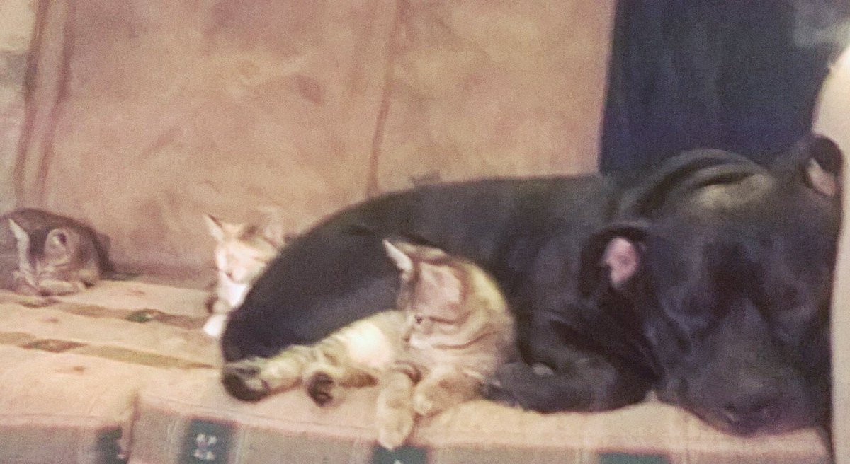 RescueBroad's tweet photo. This 70 lb #pitbull named Ninja snuggles #kittens and is available for adoption through @HomeAtLastDogsR.
#pitbullsaremean
#adoptme #DogRescue #pitbulllover #doglover #philadoptables #garyveechallenge https://t.co/uviSRHD5ta