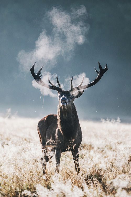 Nomadsurvival's tweet photo. Something a little different for you.....when it's cold enough to see animals talk #outdoors #coldenough #wildernessculture https://t.co/9ctd8erkGw