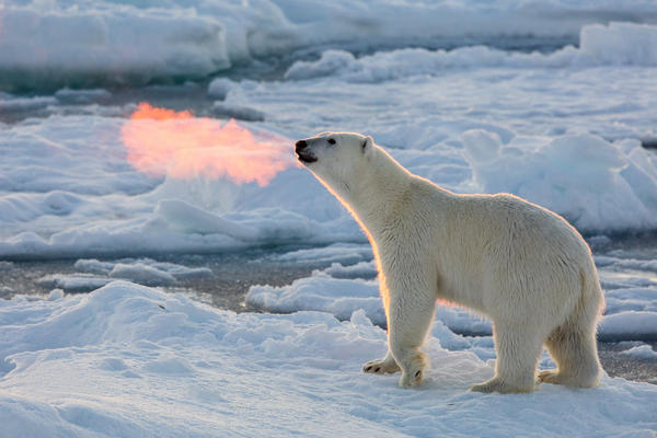 Nomadsurvival's tweet photo. Something a little different for you.....when it's cold enough to see animals talk #outdoors #coldenough #wildernessculture https://t.co/9ctd8erkGw