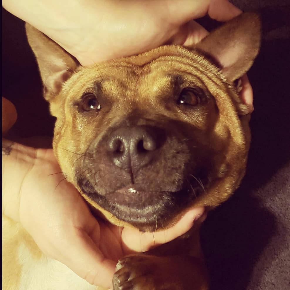 Smallie Smalls got #adopted! Follow your local #Detroit rescue to see more success stories, adoptable dogs, or report injured, stray dogs to us! instagram.com/p/B5yLzbhlfsQ/…