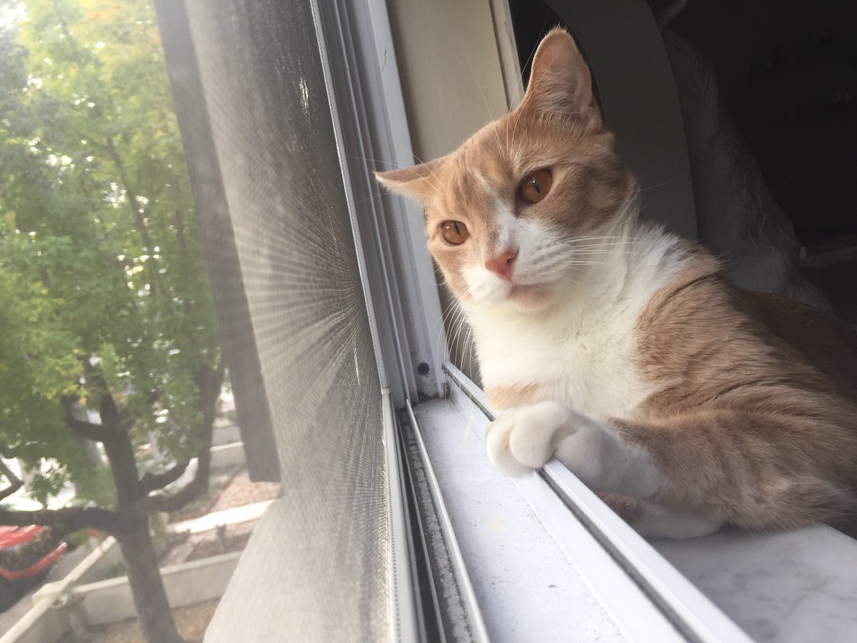MarbleHoppers's tweet photo. .@TheDaiIyKitten Hey, itβs #Caturday #meow #kitty #CatsOfTwitter #pogie #Thor https://t.co/ill4IildvE