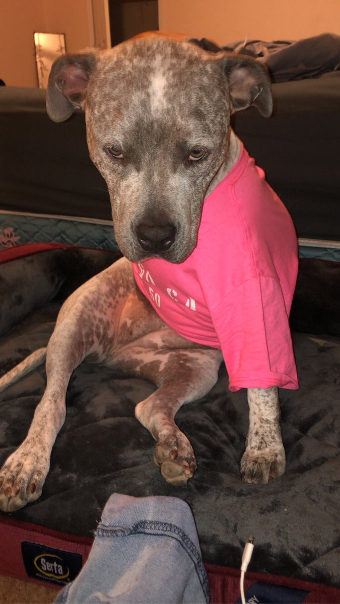 Its_Sami98's tweet photo. I acted like I didn’t care about the uneducated idiot demanding the quiet, well behaved “vicious pitbull” kissing the 5 year old not be allowed in stores, but I can’t understand what’s so scary about a 3 legged dog whose afraid of sonic booms. Who’s not allowed in TJ Max now? 😉 https://t.co/FqWzQ0vzF4