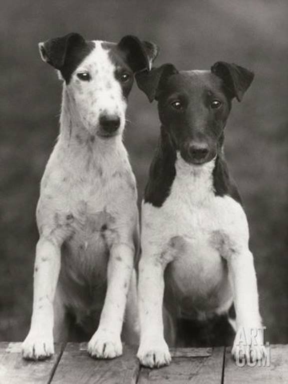 Thomas Fall, Smooth fox terriers, 1924