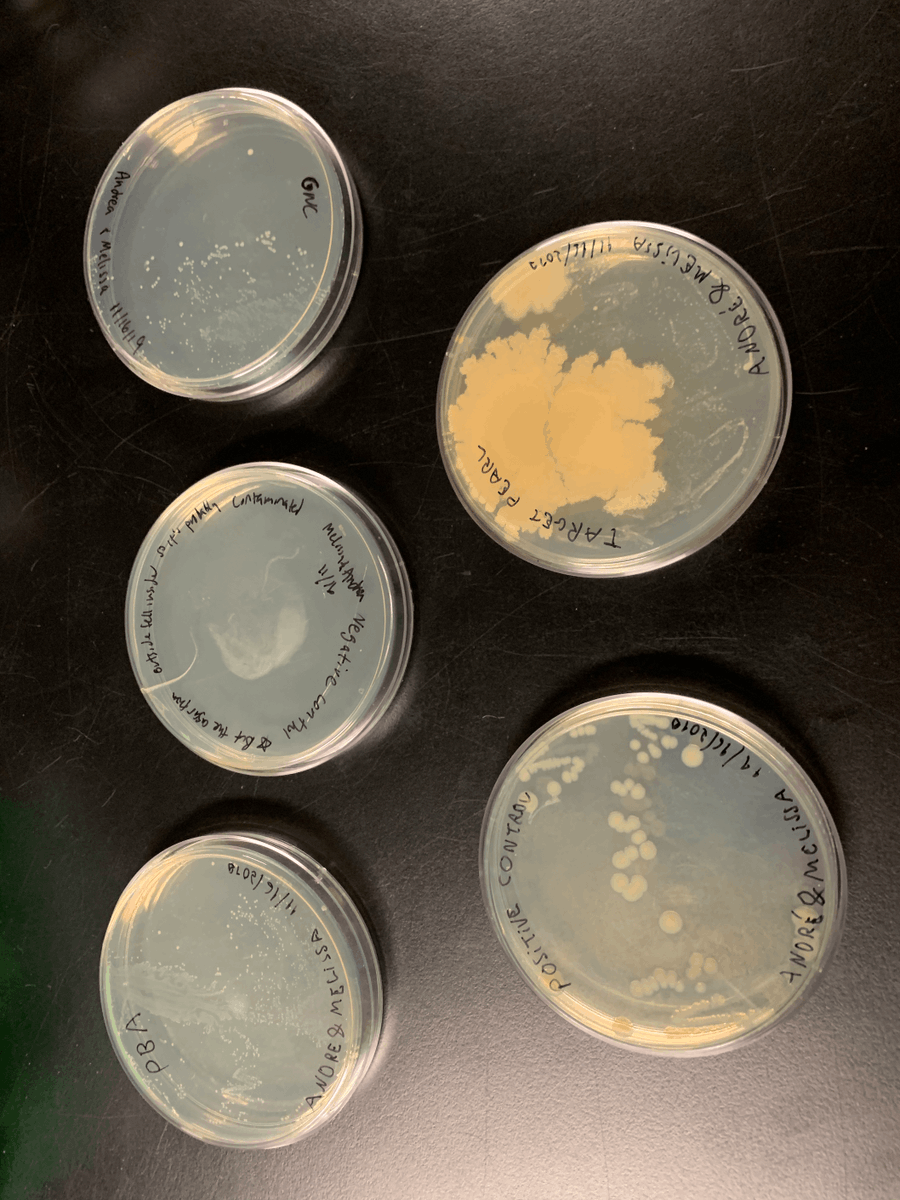 BUGSSlab's tweet photo. Thanks to Steve Smith for teaching a fantastic course on probiotics. We cultured various types of probiotic capsules. Surprisingly, most of them had lots of viable bacteria that survived through high acid! On plates, we could see that some had more diverse microbes than others. https://t.co/WO79Q7iB01