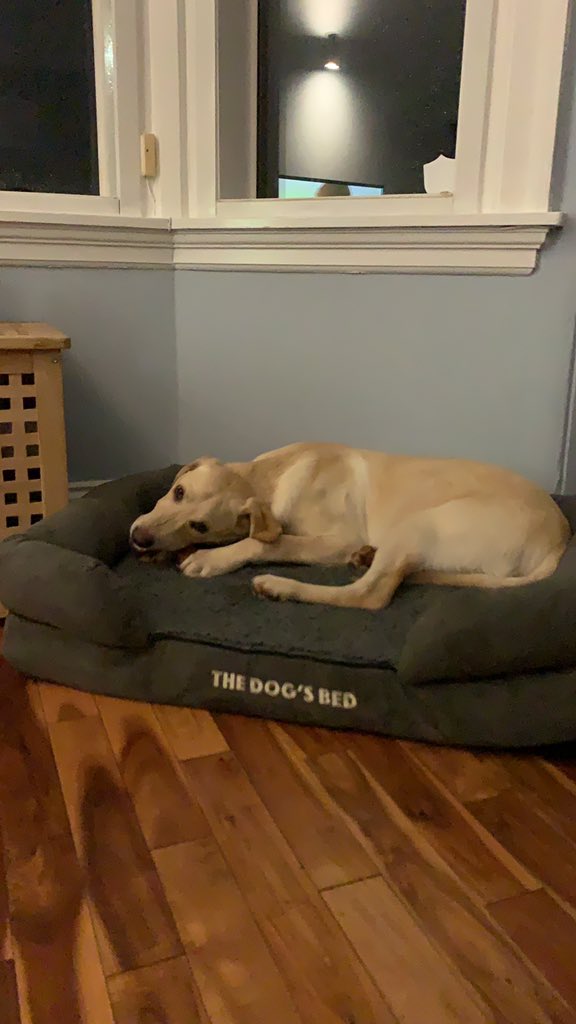 robmurray11's tweet image. Boys weekend! Only one thing for it... long walks and red meat. Let’s see how tomorrow’s trip to @DuffTrees... I’m needing to reduce the great #ChristmasTree due to my new ceiling size. The 12ft tree won’t fit🙄#winstonsadventures🐶 #Christmas