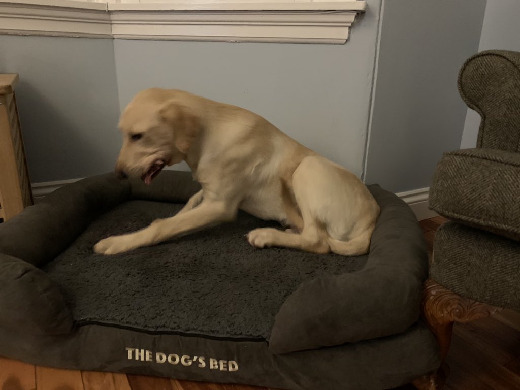 robmurray11's tweet image. Boys weekend! Only one thing for it... long walks and red meat. Let’s see how tomorrow’s trip to @DuffTrees... I’m needing to reduce the great #ChristmasTree due to my new ceiling size. The 12ft tree won’t fit🙄#winstonsadventures🐶 #Christmas