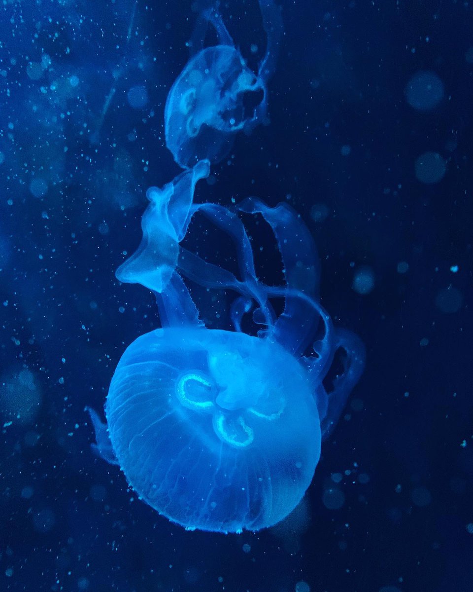 detkodave's tweet photo. 4 shades of jellyfish ⬜️🟦🟩🟥 #shotoniphone #iphonexsmax | https://t.co/JkyPQCkbPp https://t.co/VidFOjoOzL