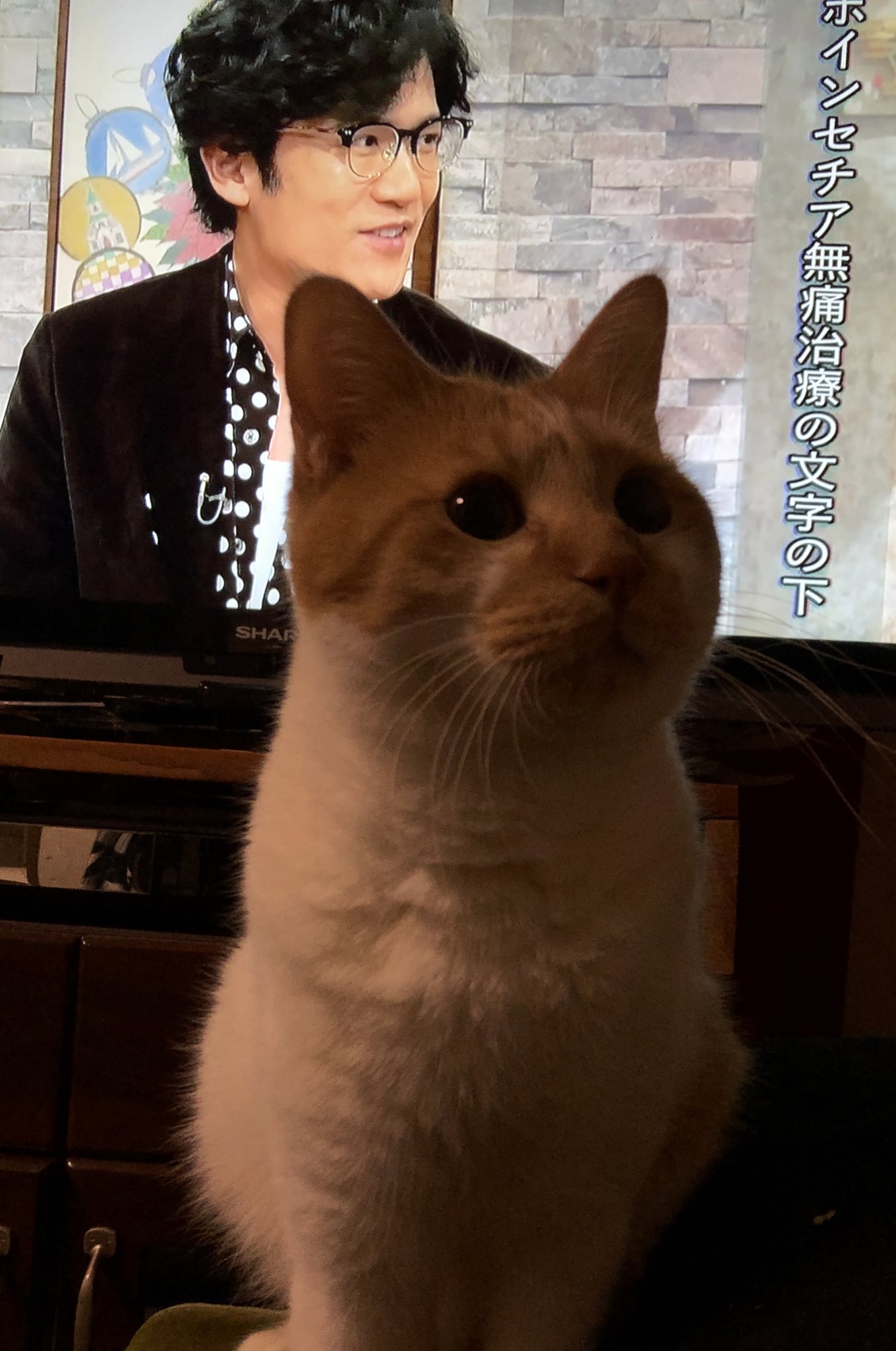 ちい No Twitter 早起きの 吾郎タイムを 阻むねこ Nhk俳句 稲垣吾郎46回目誕生祭 18 稲垣吾郎 T Co 7cjombwbf0 Twitter