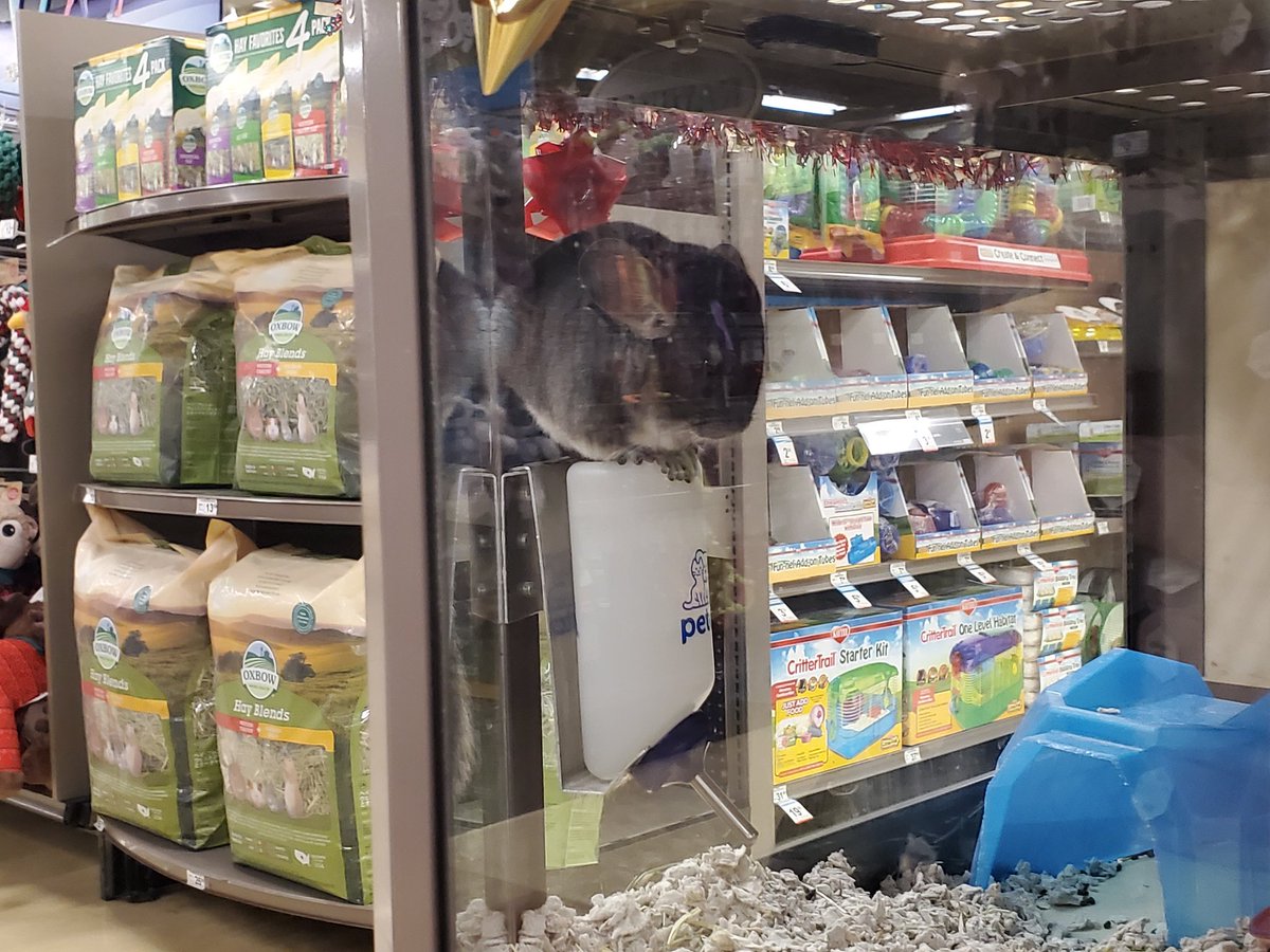 Was at pet co and saw a chinchilla perched on top of his water bottle. Lol.