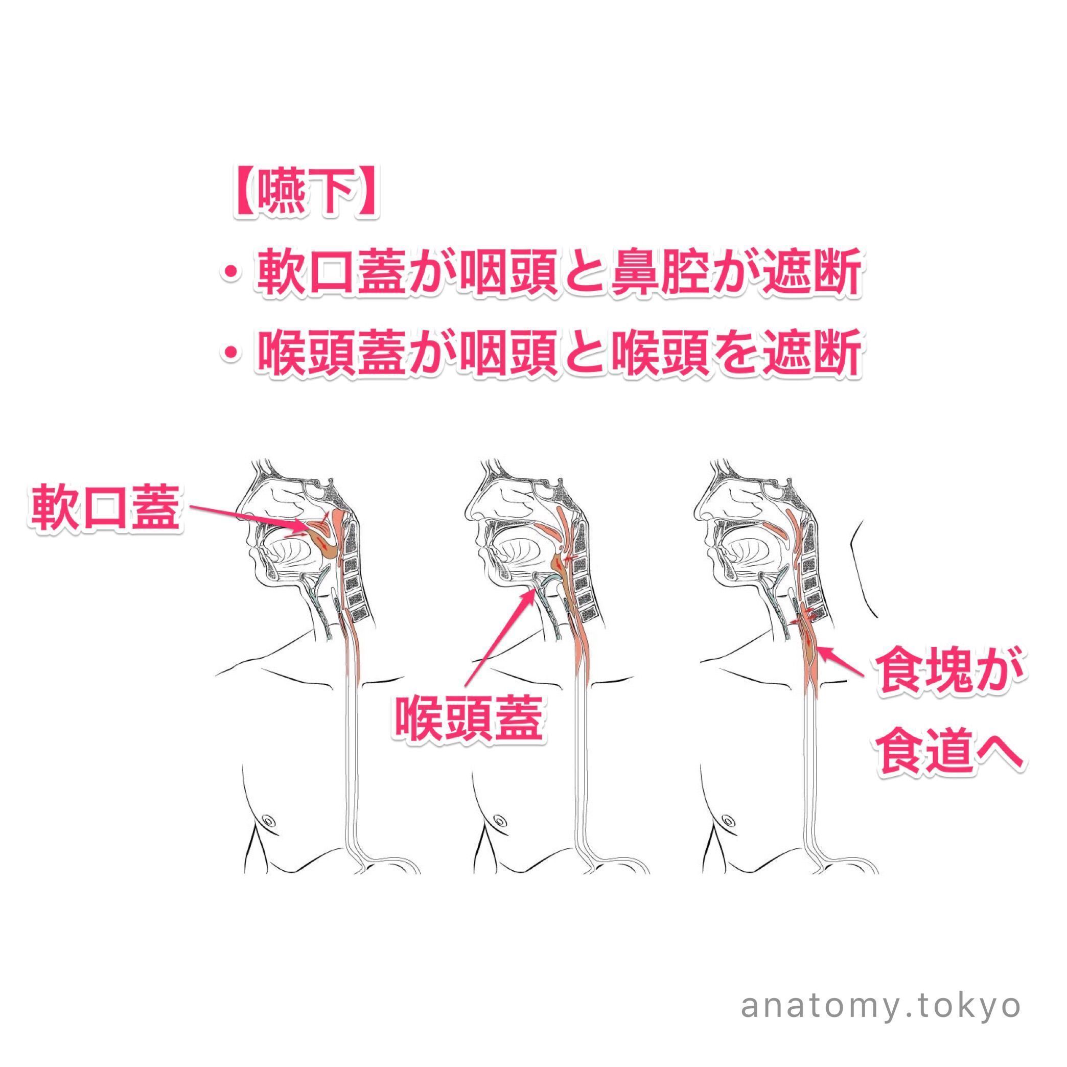 口腔咽頭の臨床 第２版 口腔癌診療ガイドライン