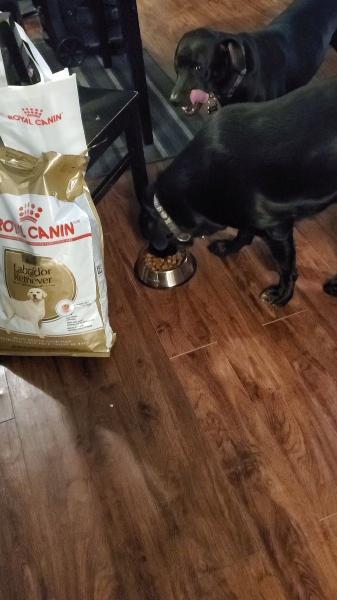 #RoyalCaninPack I was sent a bowl, bag, and 17lb bag of Royal Canin Labrador food. They devoured the dry food with nothing added. They loved it!#Sponsored @royalCanin“I received these products complimentary from Ripple Street for testing purposes.”