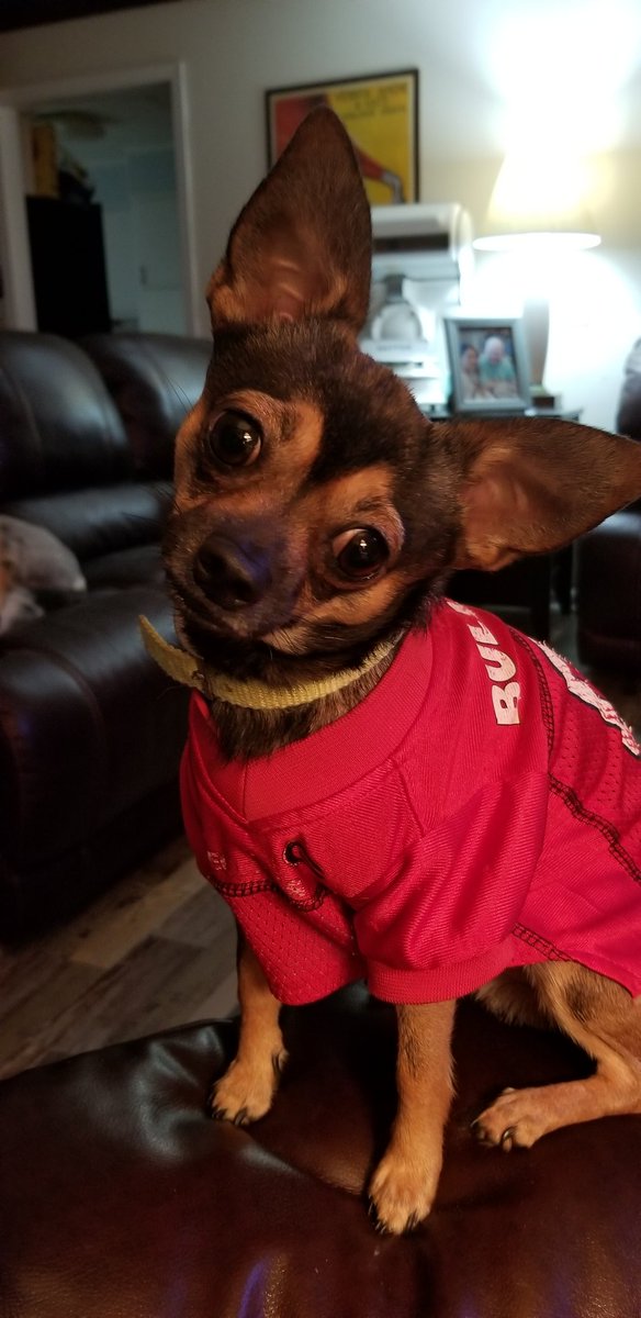 as_leroy's tweet photo. What the hell Dawgs? I talk trash before the game and NOW we losing? Yall better step it up! #gabulldogs #Dawgs #georgiavslsu #georgiafootball #dogsoftwitter #dogsoftwitter #doggy #dog #dogs #doglovers https://t.co/tYNbYcFwxV