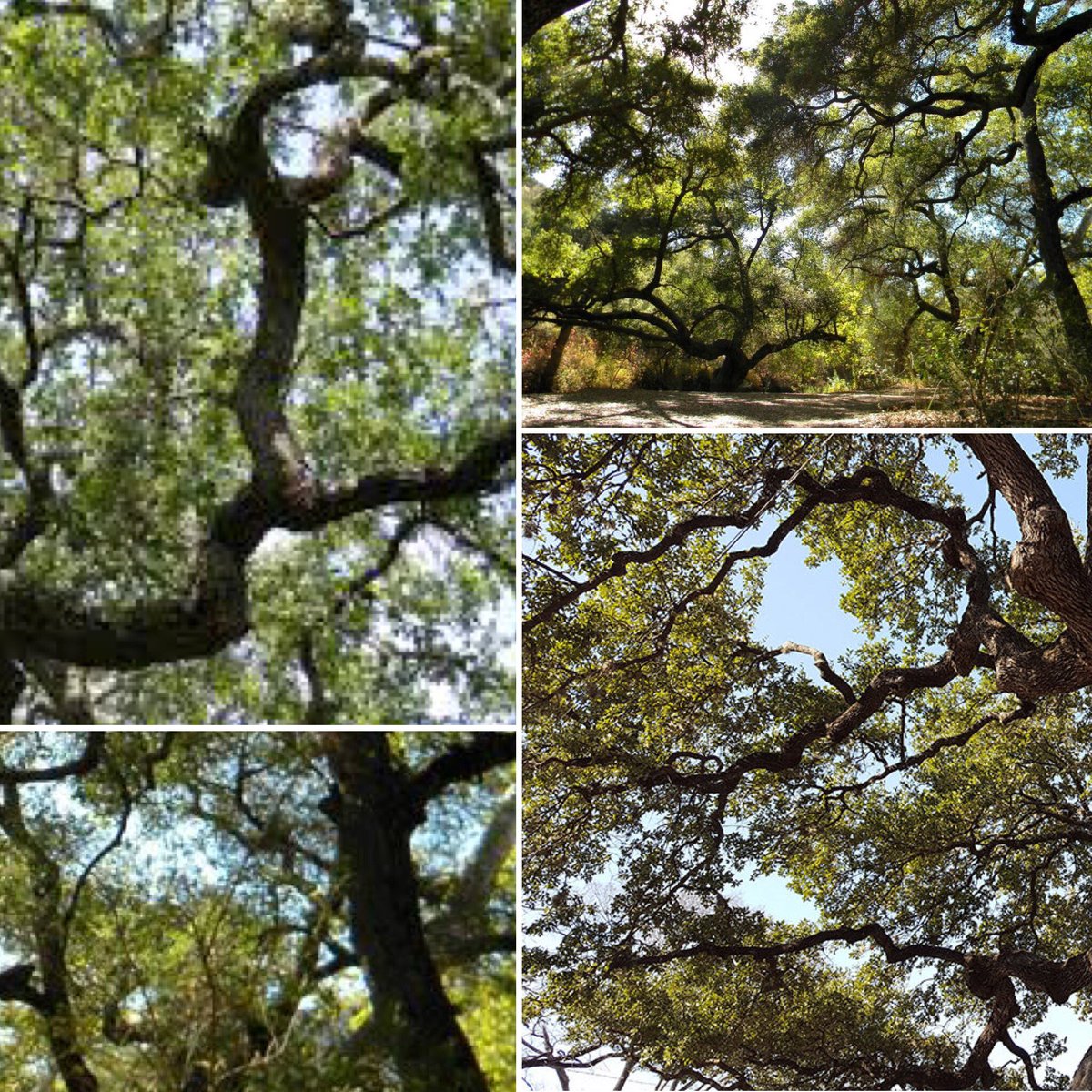 mayorcantrell's tweet photo. With collaborative efforts from our dedicated community partners, the City will continue efforts to restore our tree canopy in New Orleans! We planted 275 trees in #Algiers thanks to funding from the Preserving Historic Algiers Community Corporation. #NewOrleans #NOLAtrees https://t.co/gv5qx3x4ir