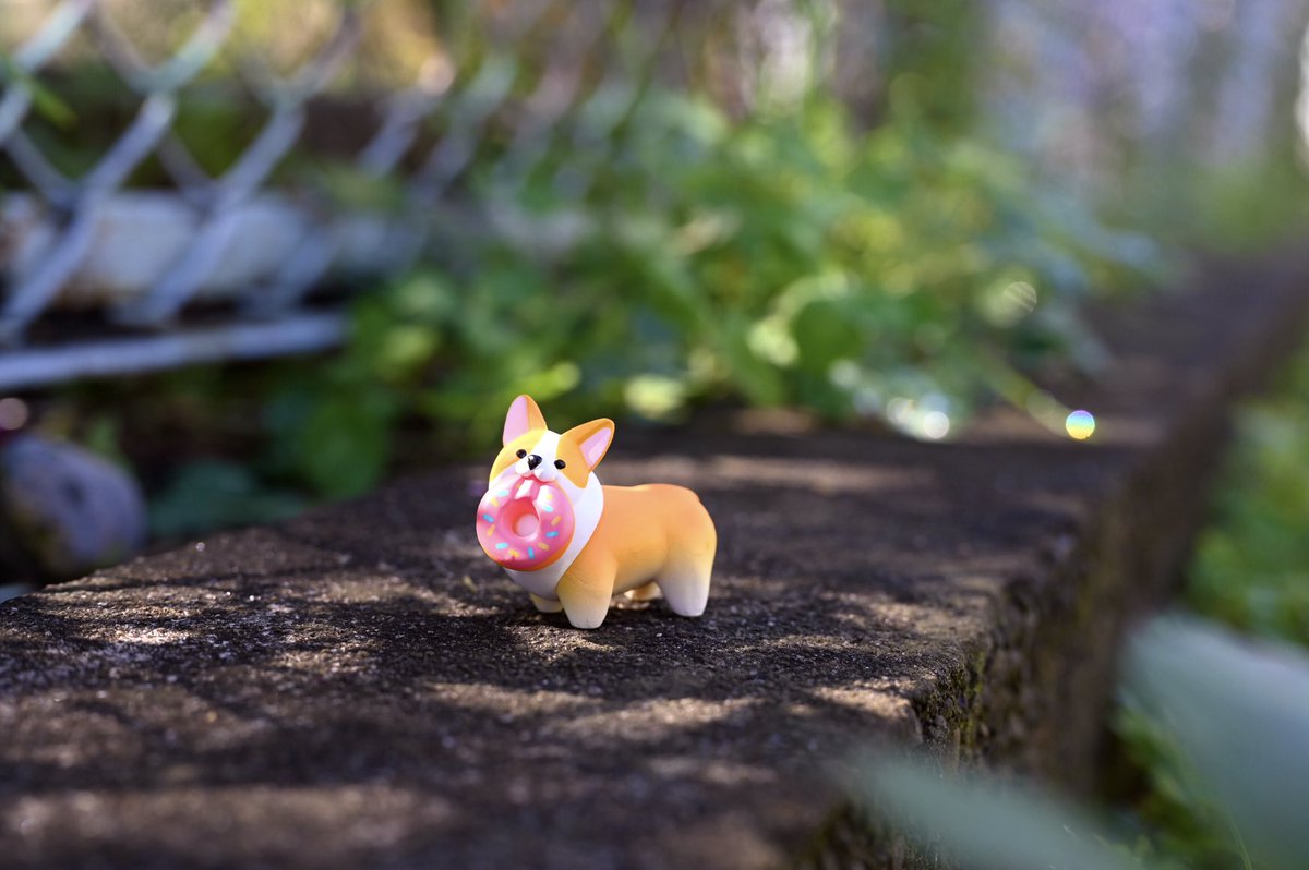 ちょこんと！シリーズ　コーギー　フィギュア　BOX 未開封　もんとみ もんとみ｜もっちり動物造形作家 on X: 