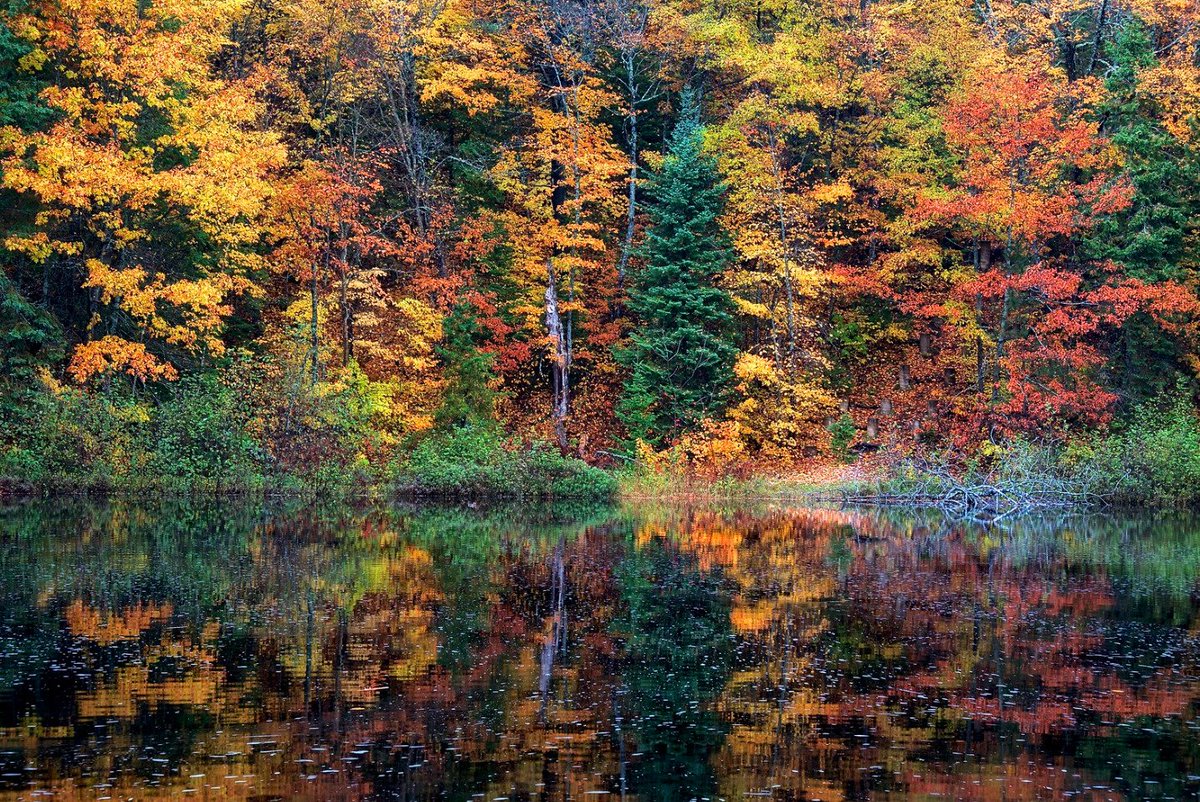 CapturedPicTime's tweet photo. Fall colors 🍁🍂
📷https://t.co/2BfjoFAqU4
#photography #photooftheday #nature #naturephotography #forest #Autumn #River #reflection #landscape https://t.co/fNTQyY7kDn
