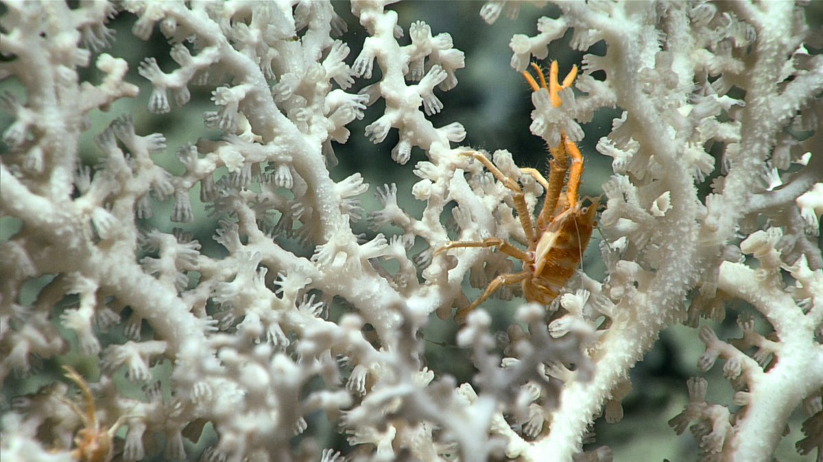 DeepSeaImage's tweet image. This intricate and robust octocoral (Corallidae) was seen on a largely sparse seafloor during Dive 12 of the 2019 Southeastern U.S. Deep-sea Exploration!
📷NOAA
#deepsea #MarineLife #corals #octocoral