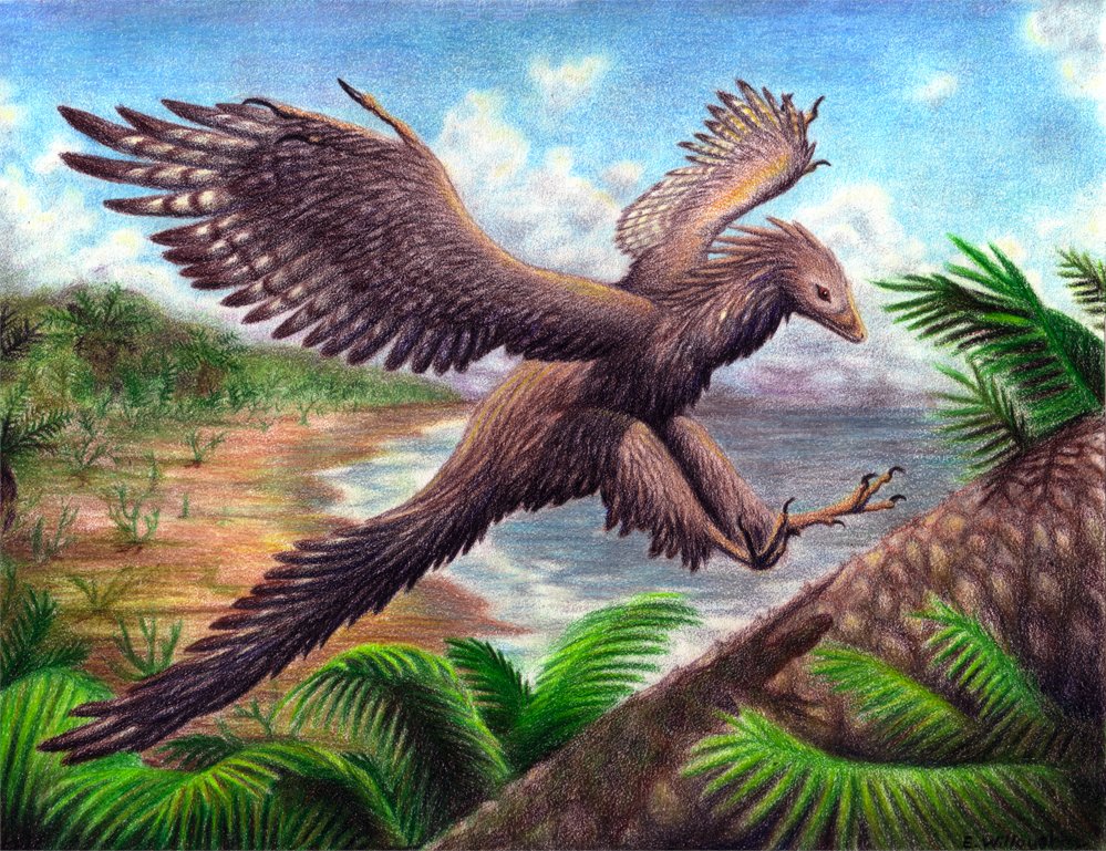 ExtAnimals's tweet photo. #Archaeropteryx
Some scientists referred to it as a bird-like #dinosaur and other scientists have referred to it as the first #bird
Most likely it's a “missing link” between dinosaurs and birds and was in a transitional form.
📷Daniel Eskridge | Emily Willoughby
#extinct #animals https://t.co/PqHwl29gBM