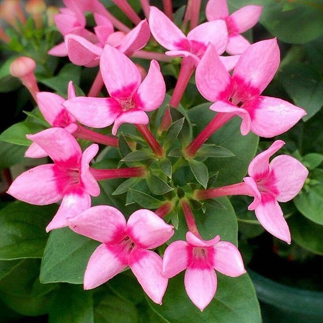 ブバルディア Twitter Search Twitter