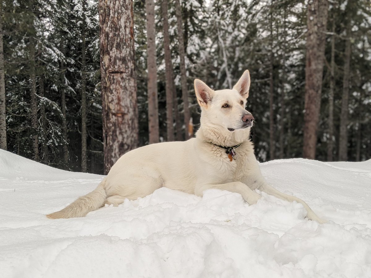 AndrewMilks's tweet photo. My best friend being damn cute! #vanlife #skiseason #coldcamping https://t.co/Z8TUPFlFDb