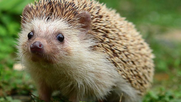 Emin Chaibi tweet media