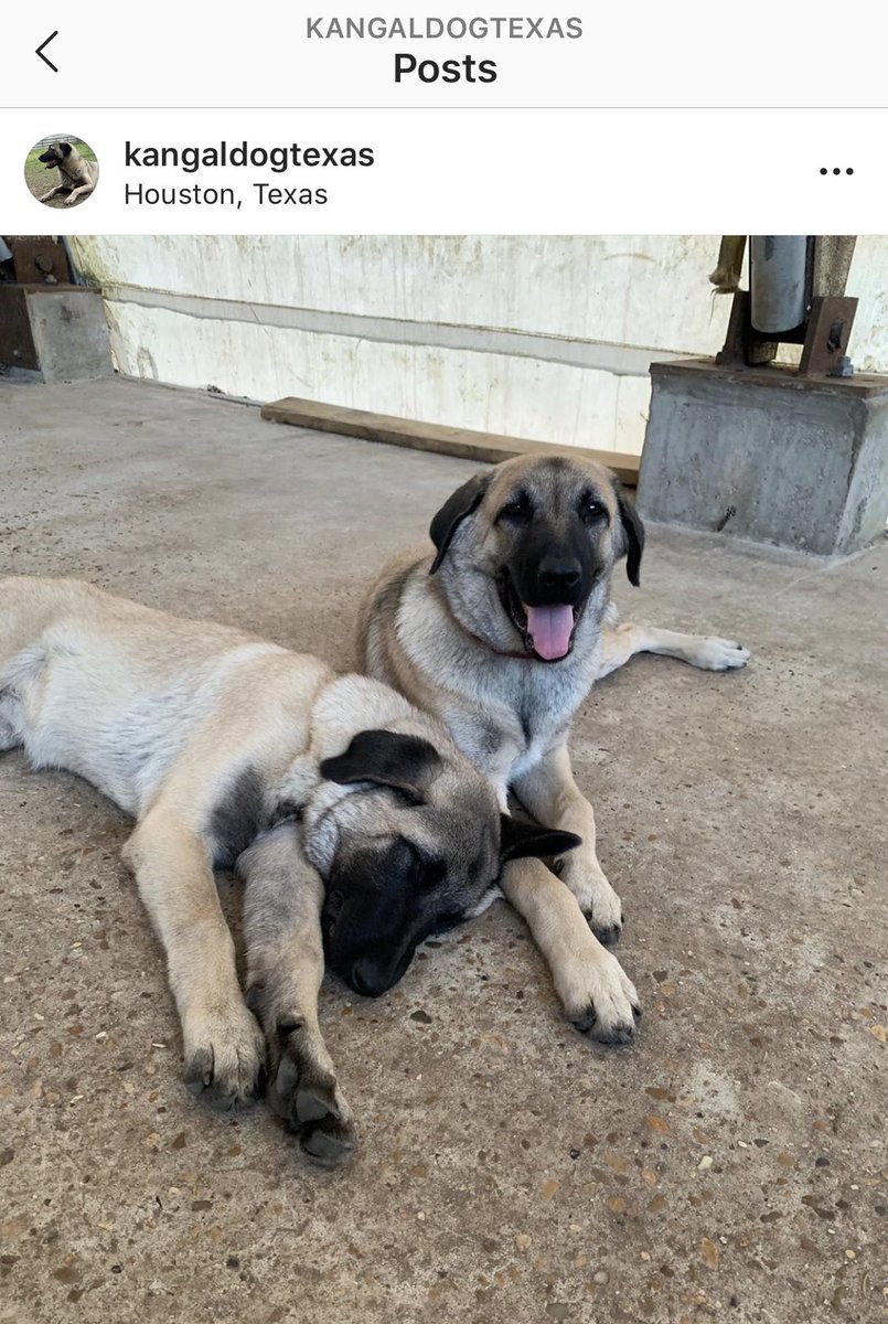 <a href="/kangaldogtexas/">kangaldogtexas</a> #kangaldog #kangaldogtexas #kangalpuppy #kangal #GuardianDogs