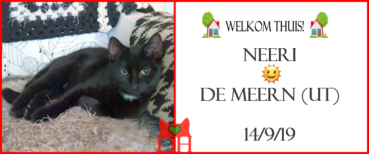 DE_HERENIGING's tweet photo. ๐ HERENIGD!
KAT NEERI (chip)
gest. poes, zwart (wit vlekje borst/onderbuik)
#DE_MEERN #UT
#DHver 14/9/19
https://t.co/Mn3jYKAZya https://t.co/m2HxKl1Vsy