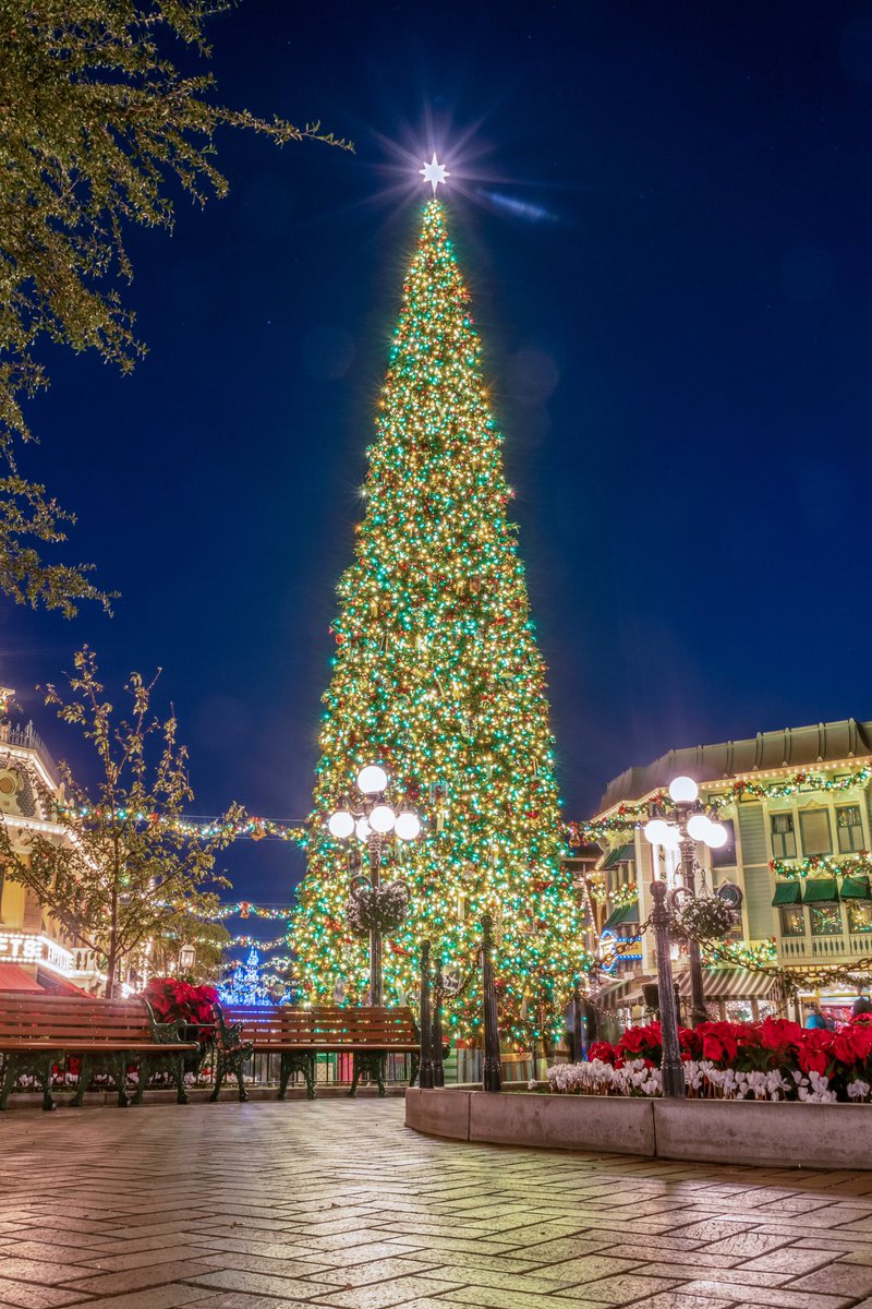 TripNDale's tweet photo. Rockin’ around the Christmas tree! @DisneylandToday #Disneyland #HolidaysBeginHere https://t.co/S2dA3EOAMk