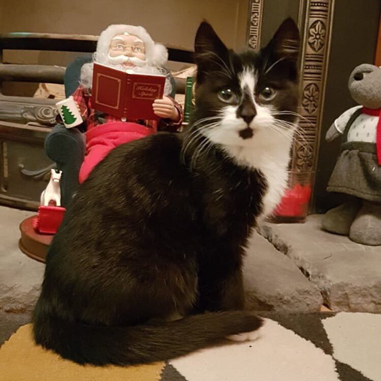 DTD36's tweet photo. Meet the newest addition to the family #meetluna https://t.co/QAlqysxmNN
