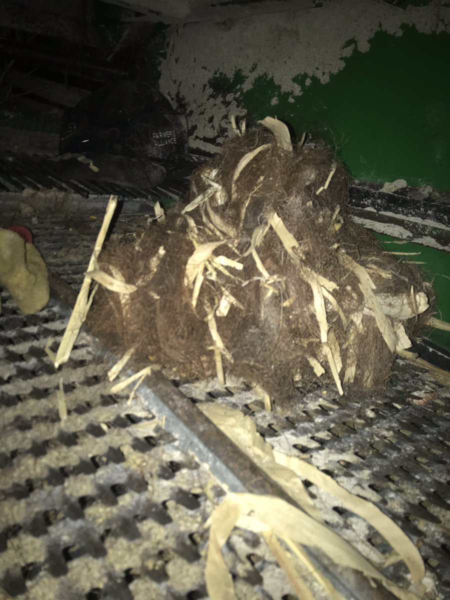 silagechopper's tweet photo. I just crawled up the ass of a 9500 combine and wrestled the pubic hair off a goddamn gorilla. Not to mention spent 10 minutes trying to cross running water under the snow with a hopper full. #FML19 https://t.co/j8gQVybRQo