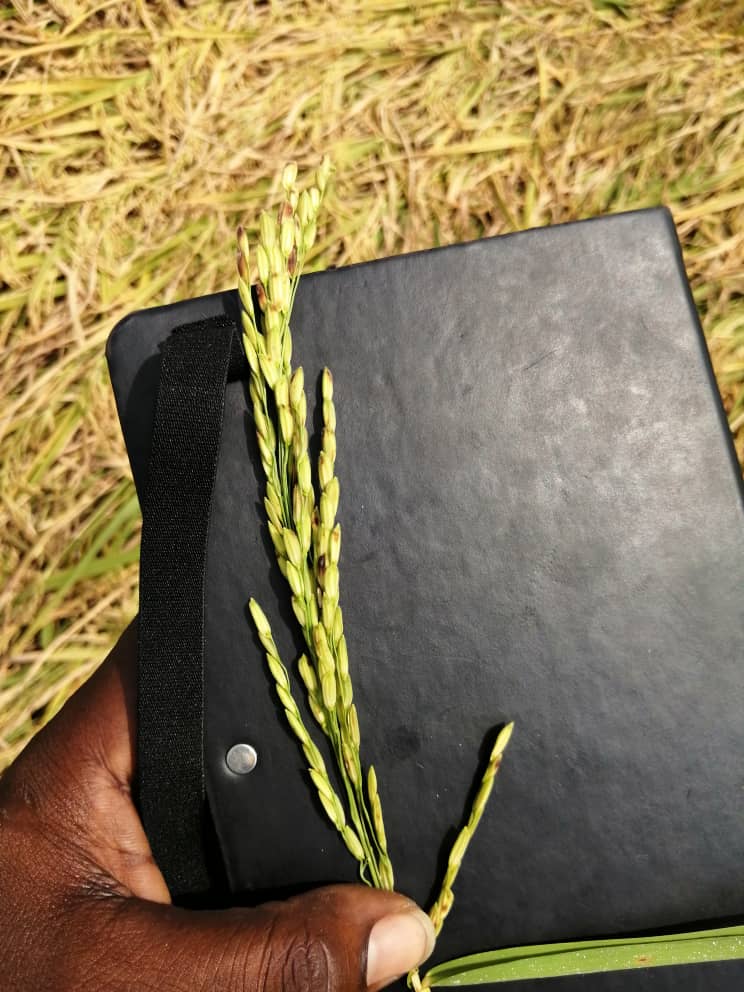 QualiTrace's tweet photo. "Grains for Gains"
Every Grain counts...
The great art of directing and aiding nature to perform its functions to account for the subsistence of man.
#traceability #inspiration https://t.co/JwnEpmnyMj