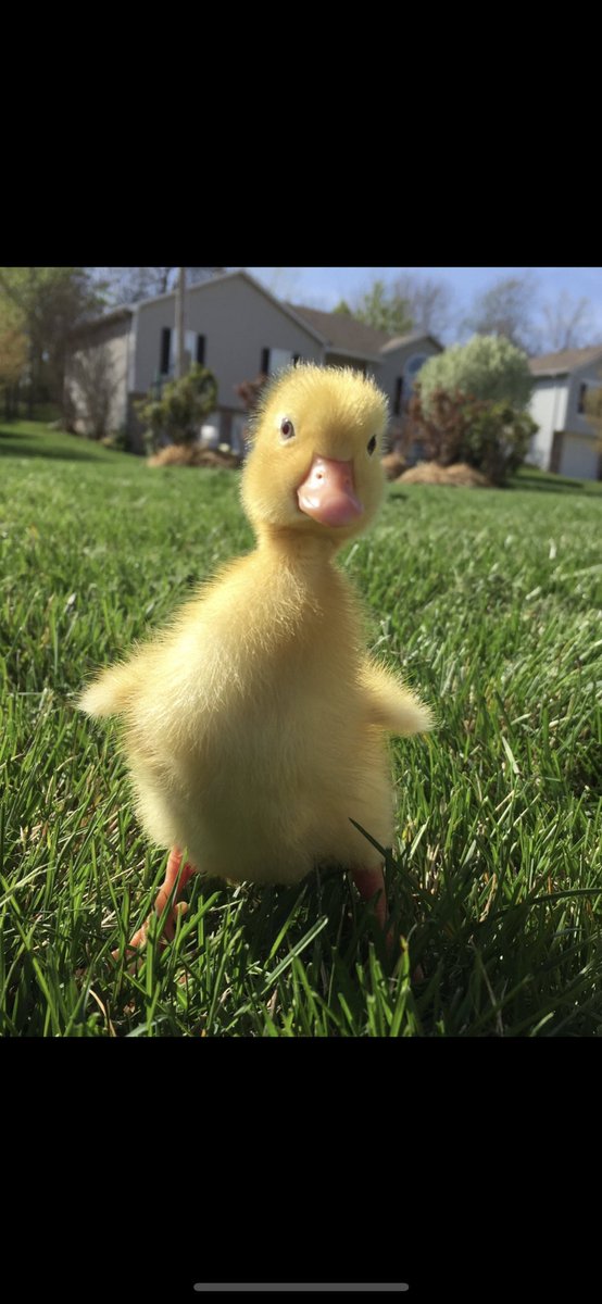 srp8898's tweet photo. @Hannahjaxon I had one in high school for like a month and it was adorable https://t.co/4T3okwq8V0