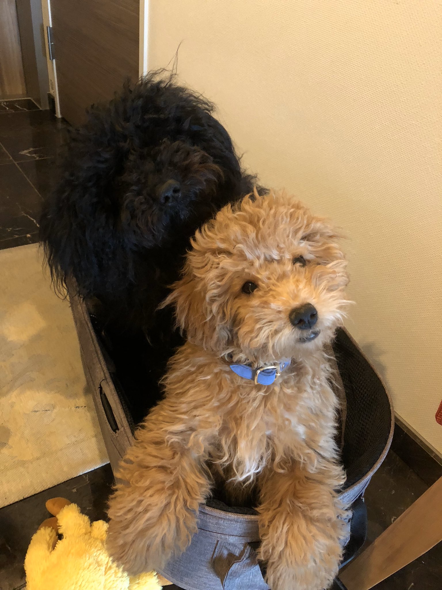 Twitter 上的 Natsu プーリー プーリー犬 珍しい犬種 モップ犬 もふもふ T Co 7gxnbsqotj Twitter