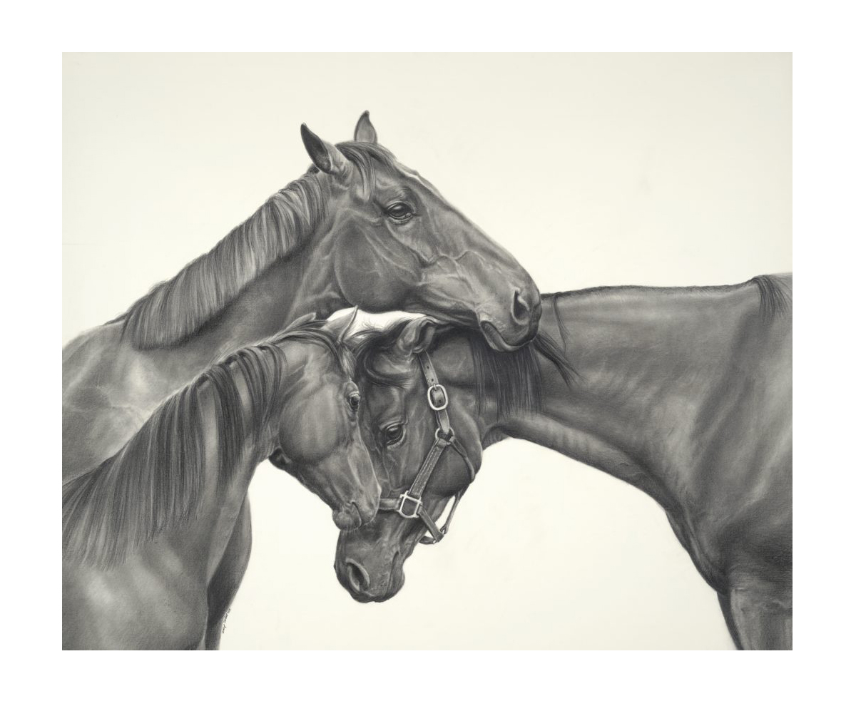 HorsesSaves's tweet image. "Feeling Super" was adopted! For those who is unfamiliar with her please look at her documentary youtu.be/Rm3zECFiegg Jocelyn Urban created drawing of her (she is in the halter). She deserved her own little girl :-)