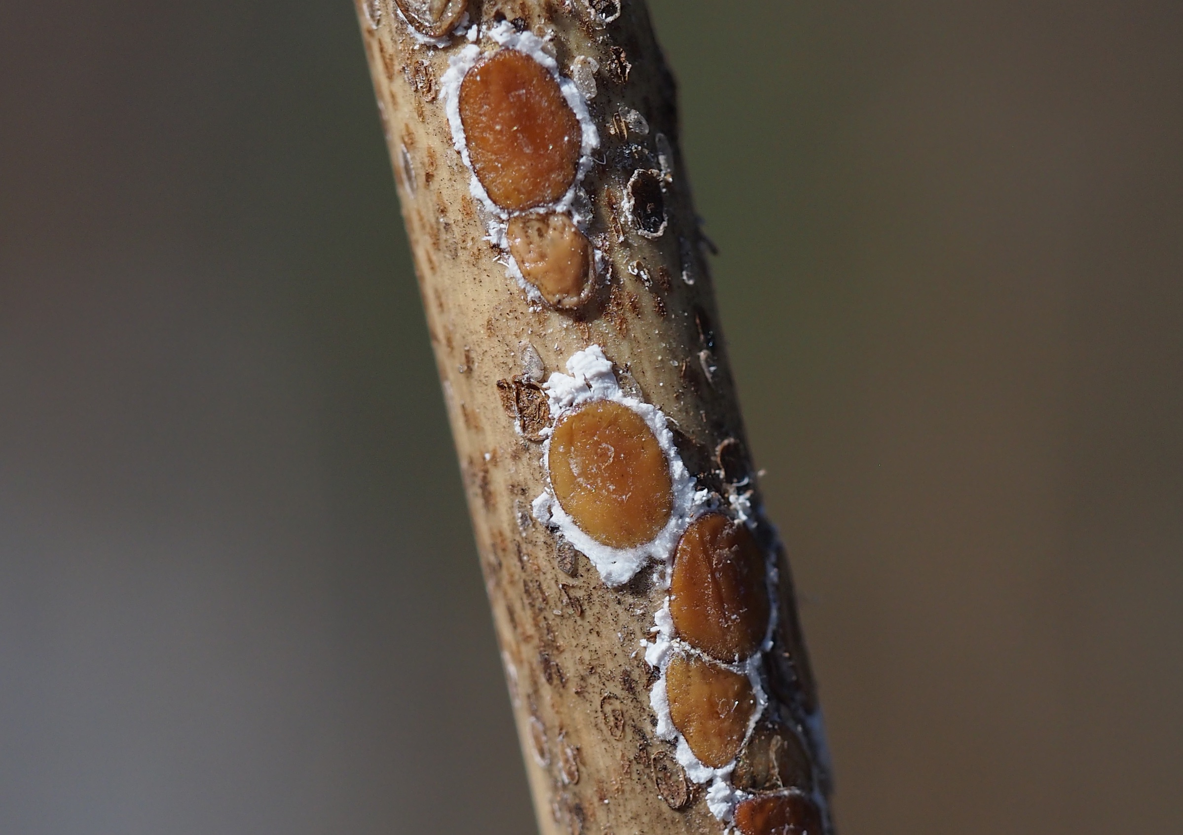 鈴木紀之 Noriyuki Suzuki 先週の実習ではキャンパス近くの河川敷でカイガラムシ ヨシにつくビワコカタカイガラモドキ のサンプリング 季節が進むにつれて爆増するし 食草に固着して逃げもしないし 冬の実習ネタとして良い感じ 昆虫っぽくない昆虫 次