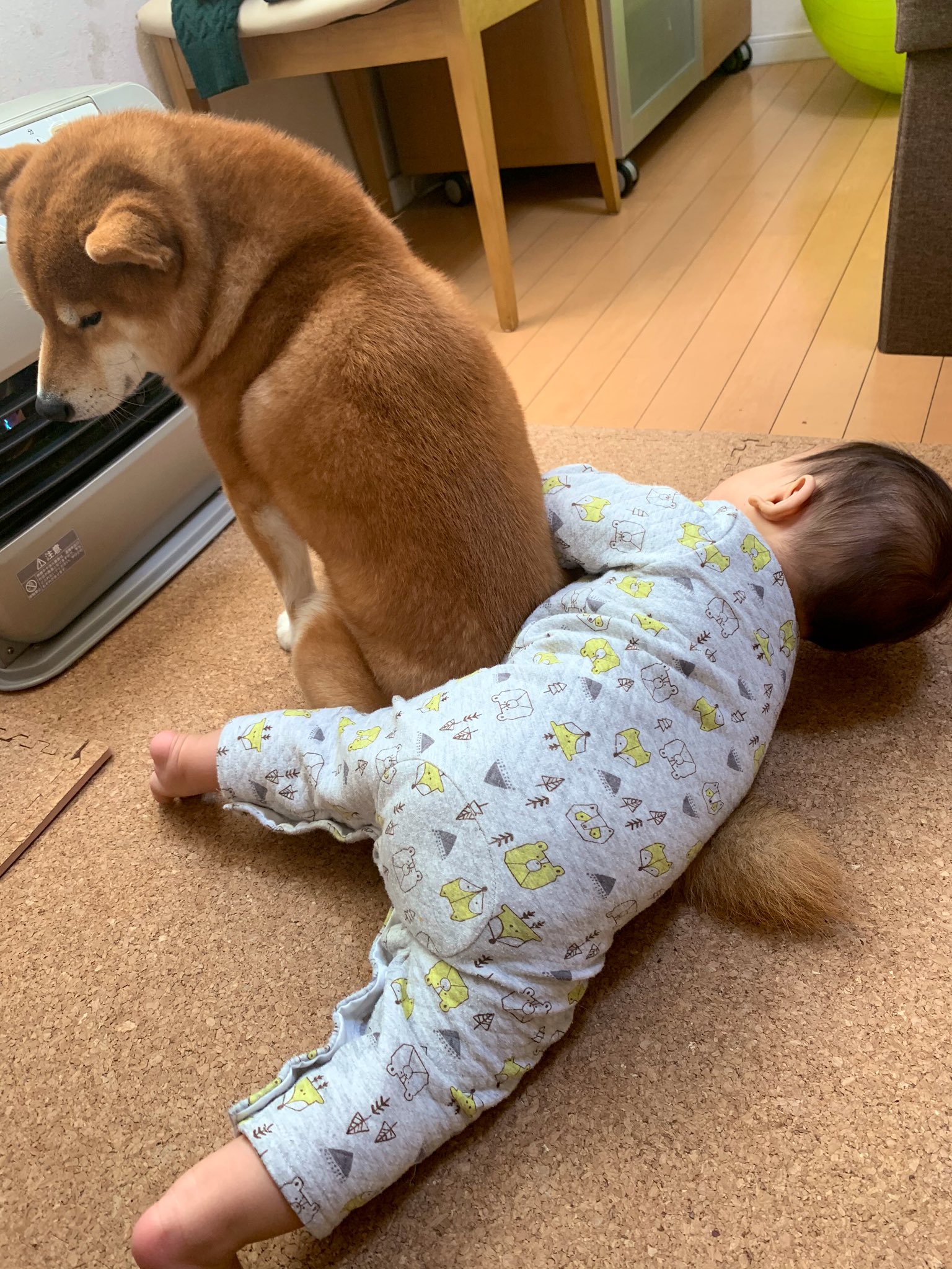 絶対ストーブの前を譲りたくない犬vs絶対ストーブの前を譲って欲しい赤ちゃん 話題の画像プラス 絶対ストーブの前を譲りたくない犬vs絶対ストーブの前を譲って欲しい赤ちゃん 話題の画像プラス
