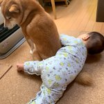 絶対ストーブの前を譲りたくない犬VS絶対ストーブの前を譲って欲しい赤ちゃん