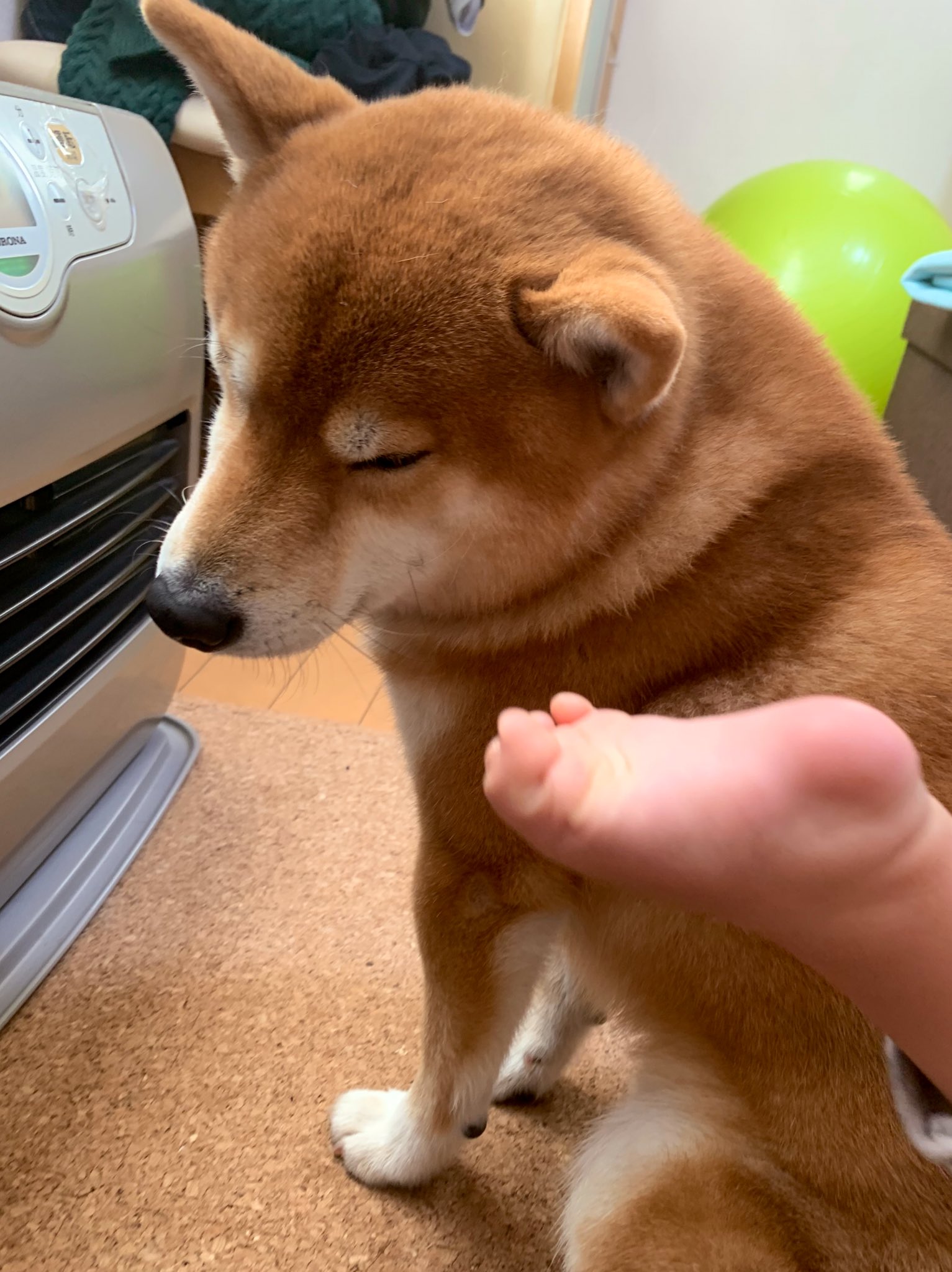 絶対ストーブの前を譲りたくない犬vs絶対ストーブの前を譲って欲しい赤ちゃん 話題の画像プラス 絶対ストーブの前を譲りたくない犬vs絶対ストーブの前を譲って欲しい赤ちゃん 話題の画像プラス