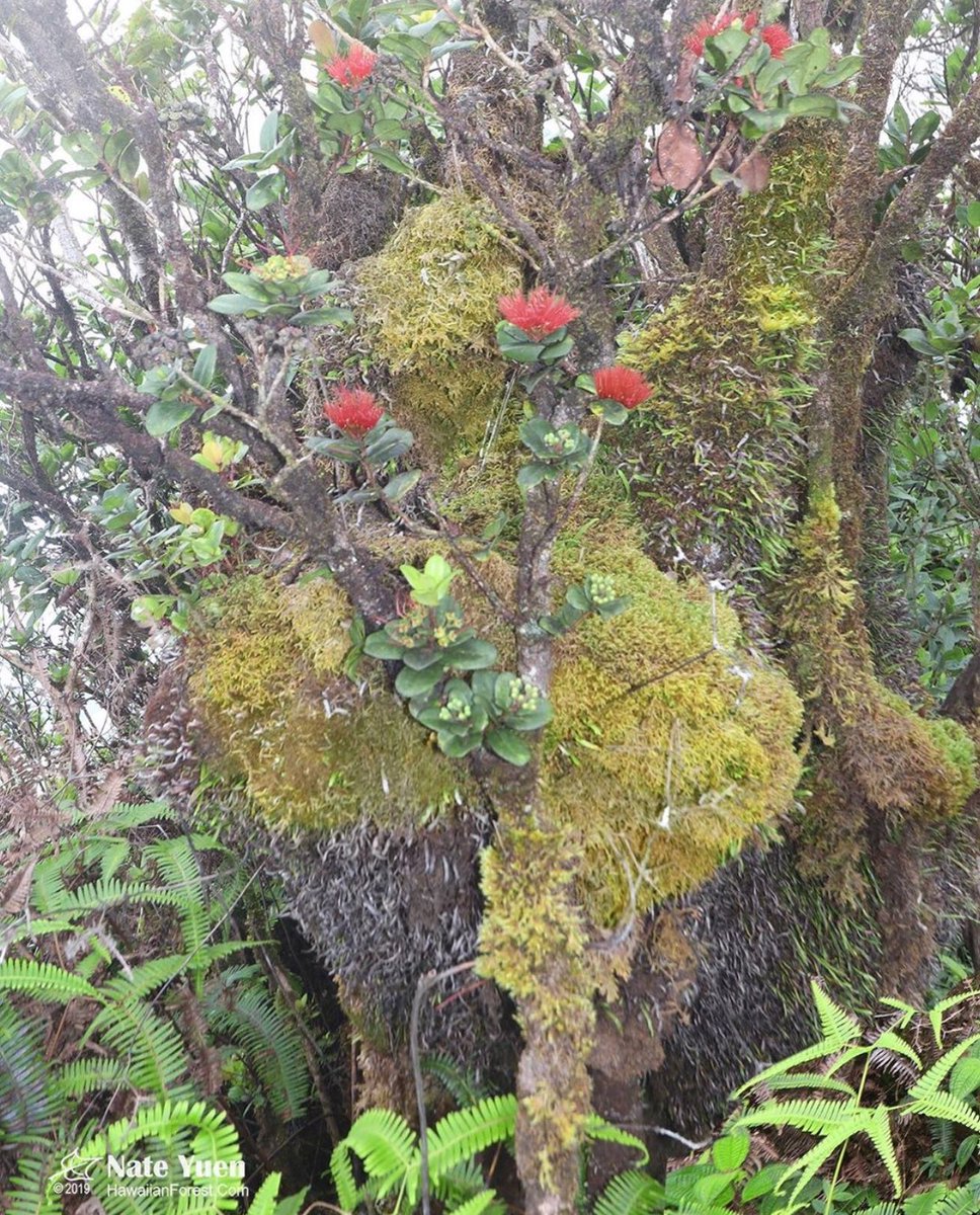 Hawai'i FFA tweet media