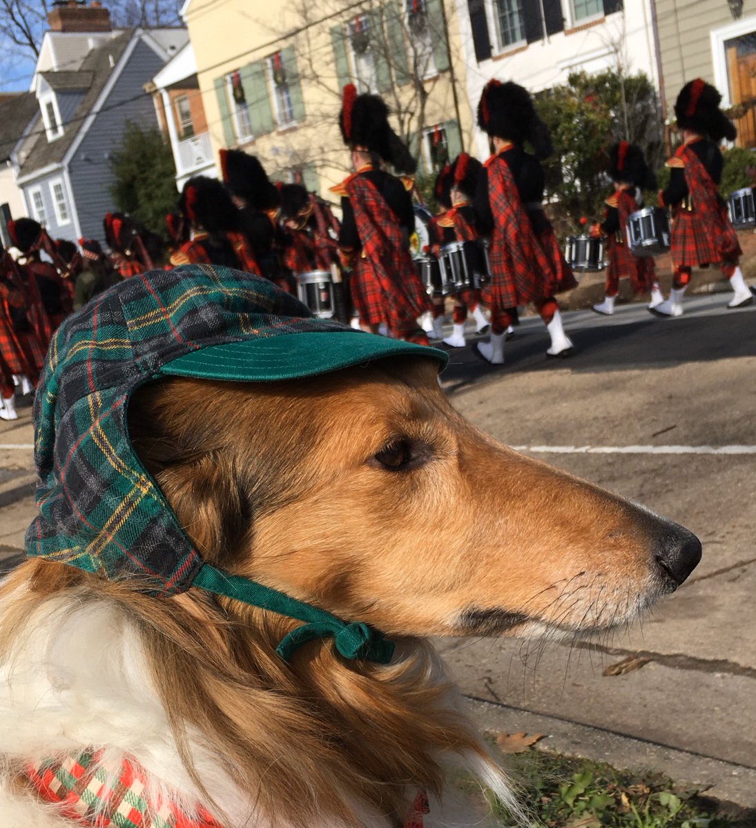 CollieCrusader's tweet photo. 🏴🥁🎅🎶🎄🐶 We were delighted 😃 to see the #collieclub and regret 🤦♀️ that mommy is so 🗺 navigationally challenged that she couldn’t find 🕵️♀️ a big group of gorgeous #collies at the 🥁 #scww parade, but luckily I found them! 🐕
#scottishchristmaswalk #roughcollie #scww19 https://t.co/k4T0t97nmS