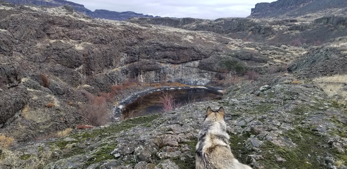 this is the best time if year. #yutahsadventures #wolfdogs #wolamutes #hikingwithdogs #hikingdogsoftwitter #dogsoftwitter @dogcelebration @CanineHikers @DogsOutDoing @Malamute @HereBeHuskies #malamutes #huskies