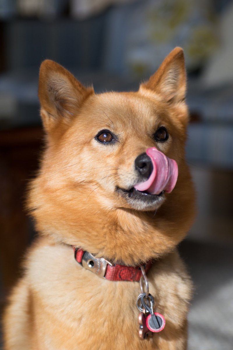 Out here supporting our Acapella friends. #acapuppers <a href="/ritPOP/">Proof of Purchase</a> <a href="/8BeatMeasure/">Eight Beat Measure</a>