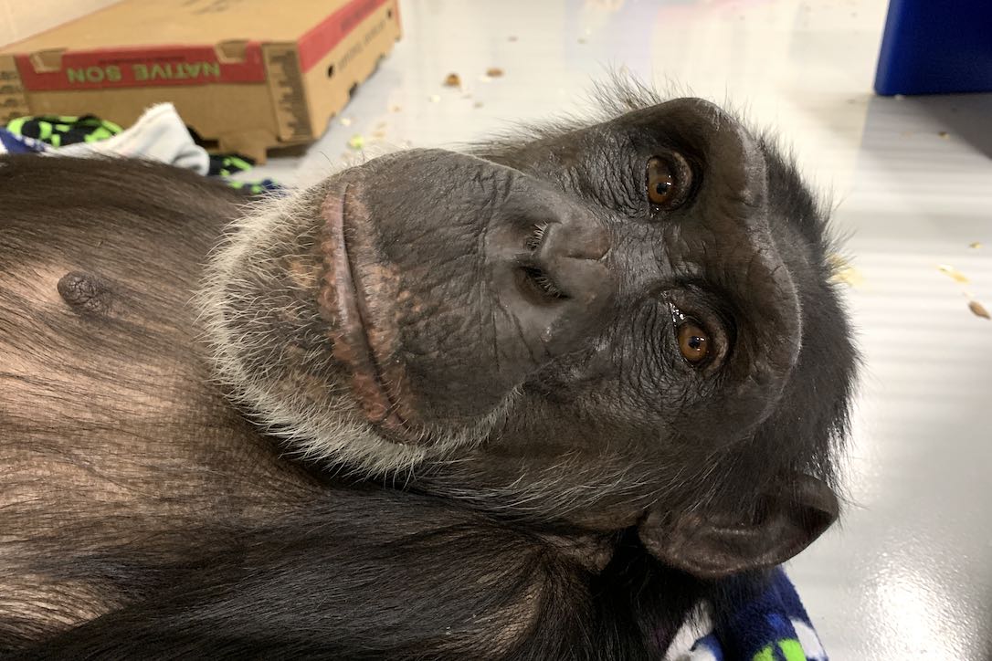 ChimpSanctuary's tweet photo. Eye Contact - https://t.co/wkyY3AmHrq https://t.co/FFzSx1R0pT