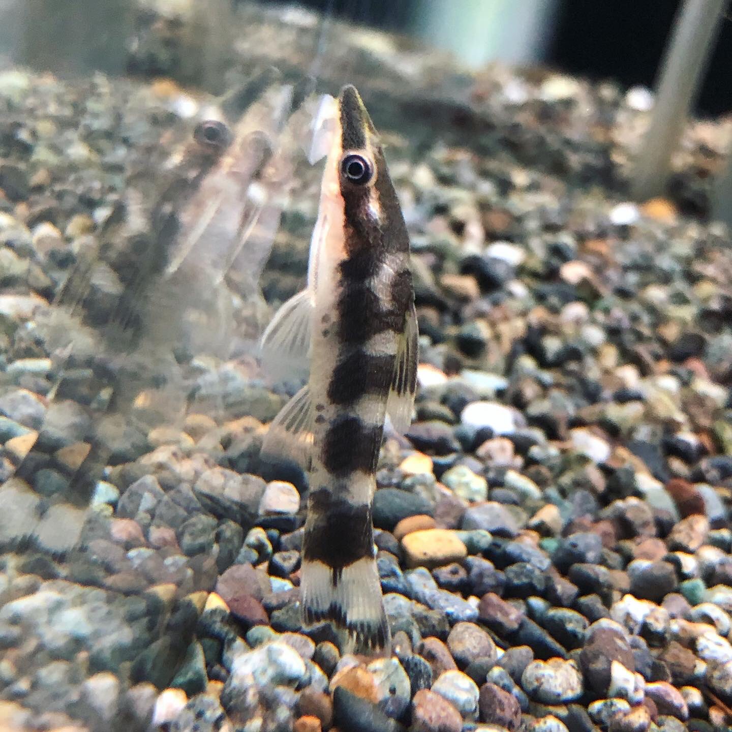 アクアテイク E アクアテイクイー 熱帯魚専門店 Twitterissa ゼブラオトシン リアル 状態良好です 全部で5匹入荷しました 縞模様には個体差があるので じっくりお選びください ゼブラオトシン アクアテイクｅ T Co Rfb6bbsg2d Twitter