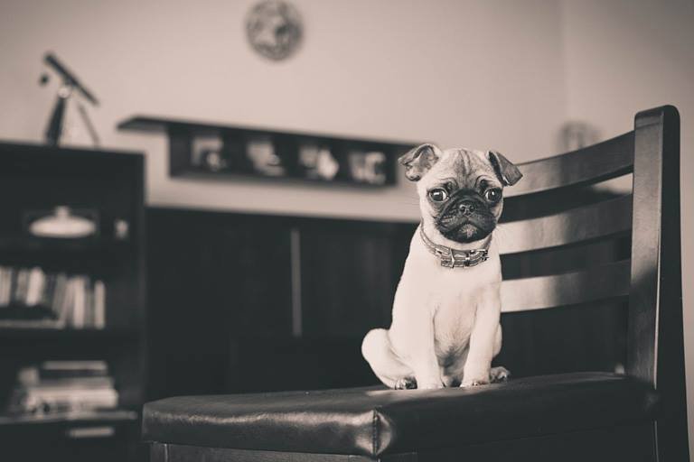 Gabriel Aszalos, Young pug sitting on chair, Cluj-Napoca, Romania (Alien Dog)