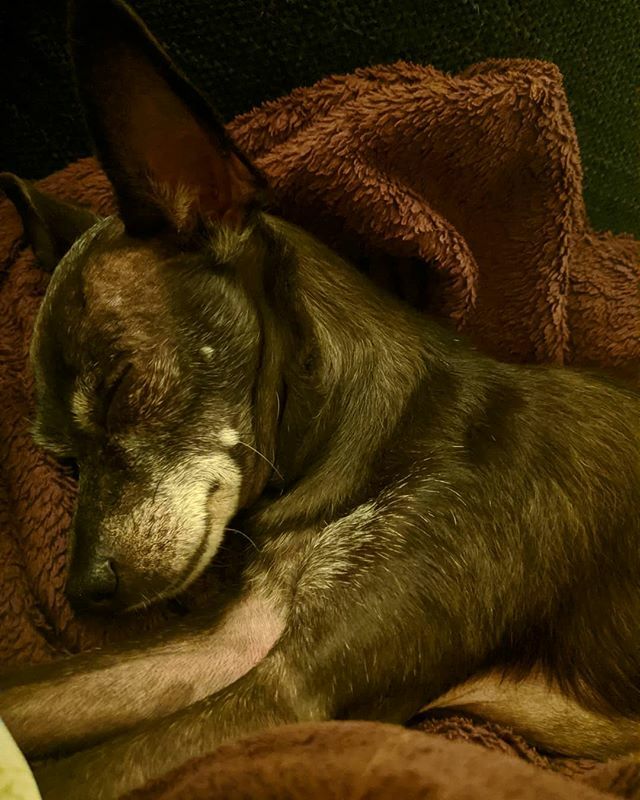 brucewayneatx's tweet photo. Resting up for birthday fun on Tuesday ☺️🎉 https://t.co/nrBNZjJhSO https://t.co/87yHSXznm9