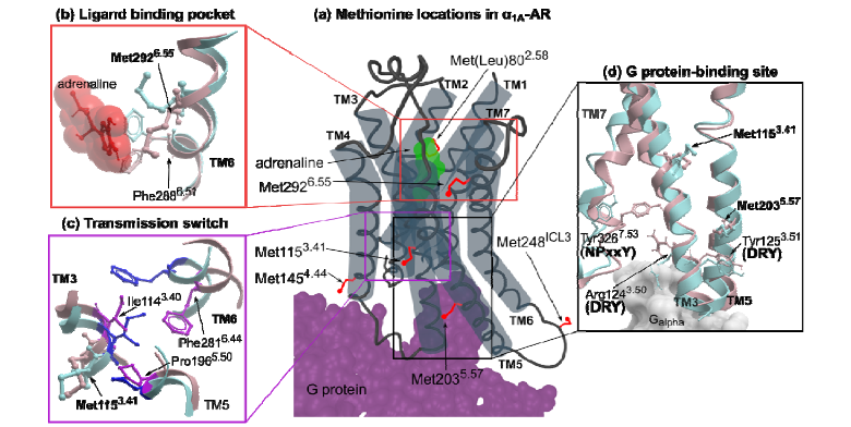 AutonomicAus's tweet photo. α1A-adrenoceptor inverse agonists and agonists modulate receptor signalling through a conformational selection mechanism, by @UniMelbMDHS, @Bio21Institute & @TheFlorey
https://t.co/ExjDGUXxLM
#adrenoceptors #adrenergicreceptors #GPCRs #GPCRsignalling #ligands #membraneproteins https://t.co/fVGCZSRQBl