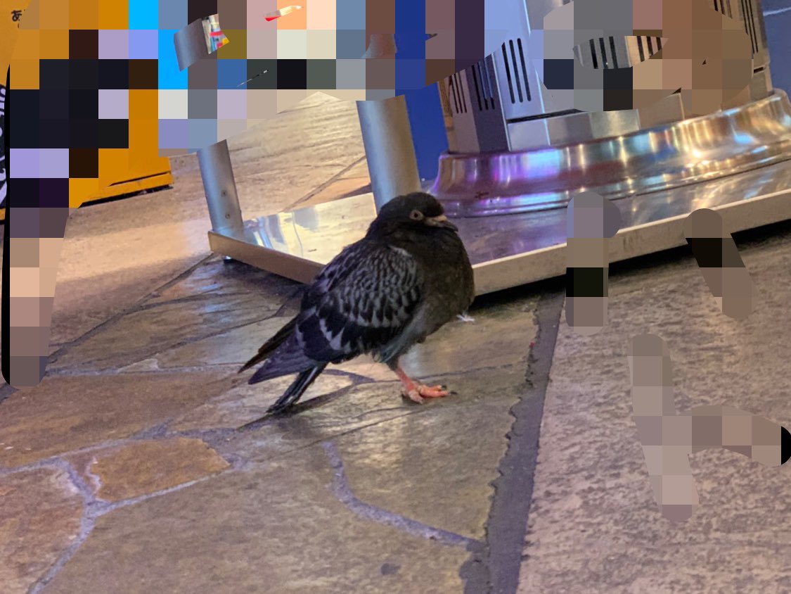 鎌田 匠 片足立ちで寝る鳩かわいい ん この子ほんとに鳩 鎌田 匠 片足立ちで寝る鳩かわいい ん この子ほんとに鳩