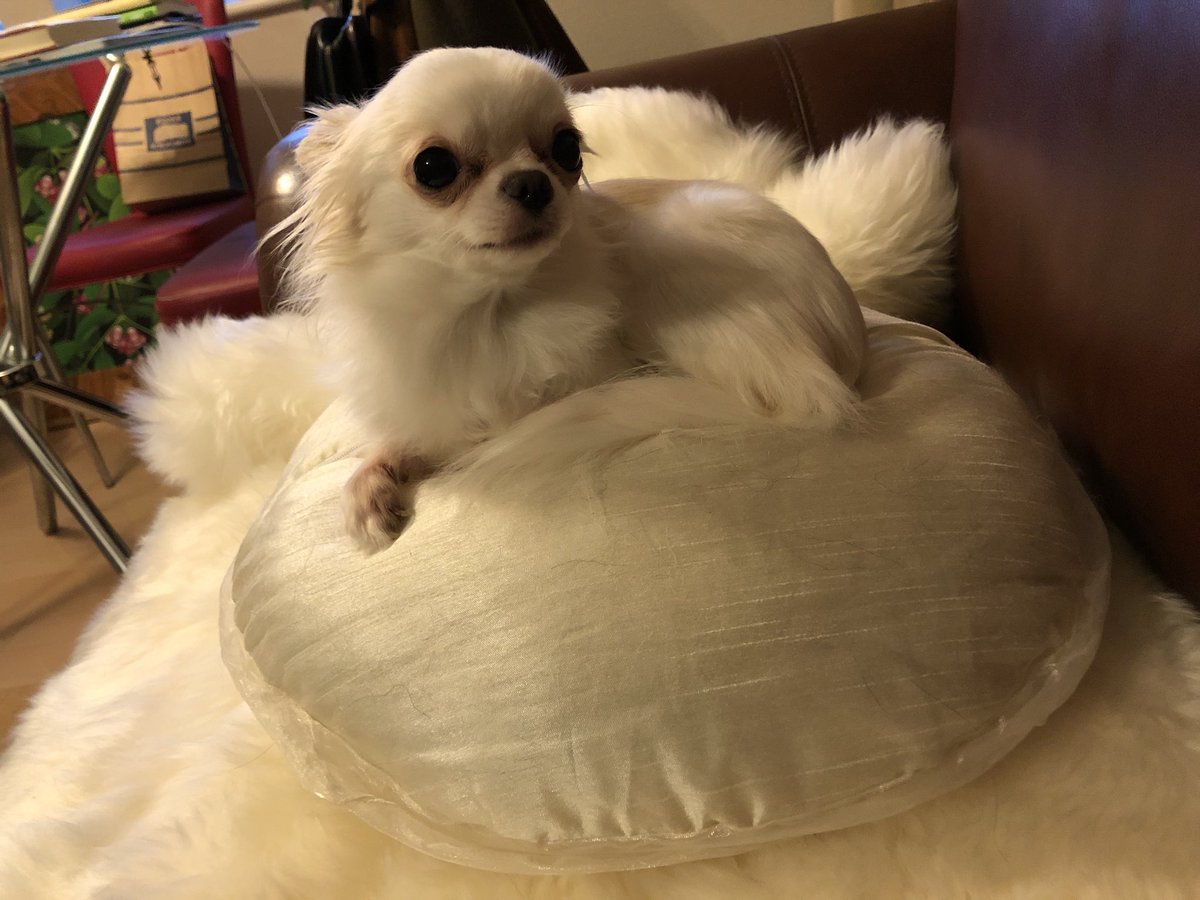 志村犬 Hashtag Pa Twitter