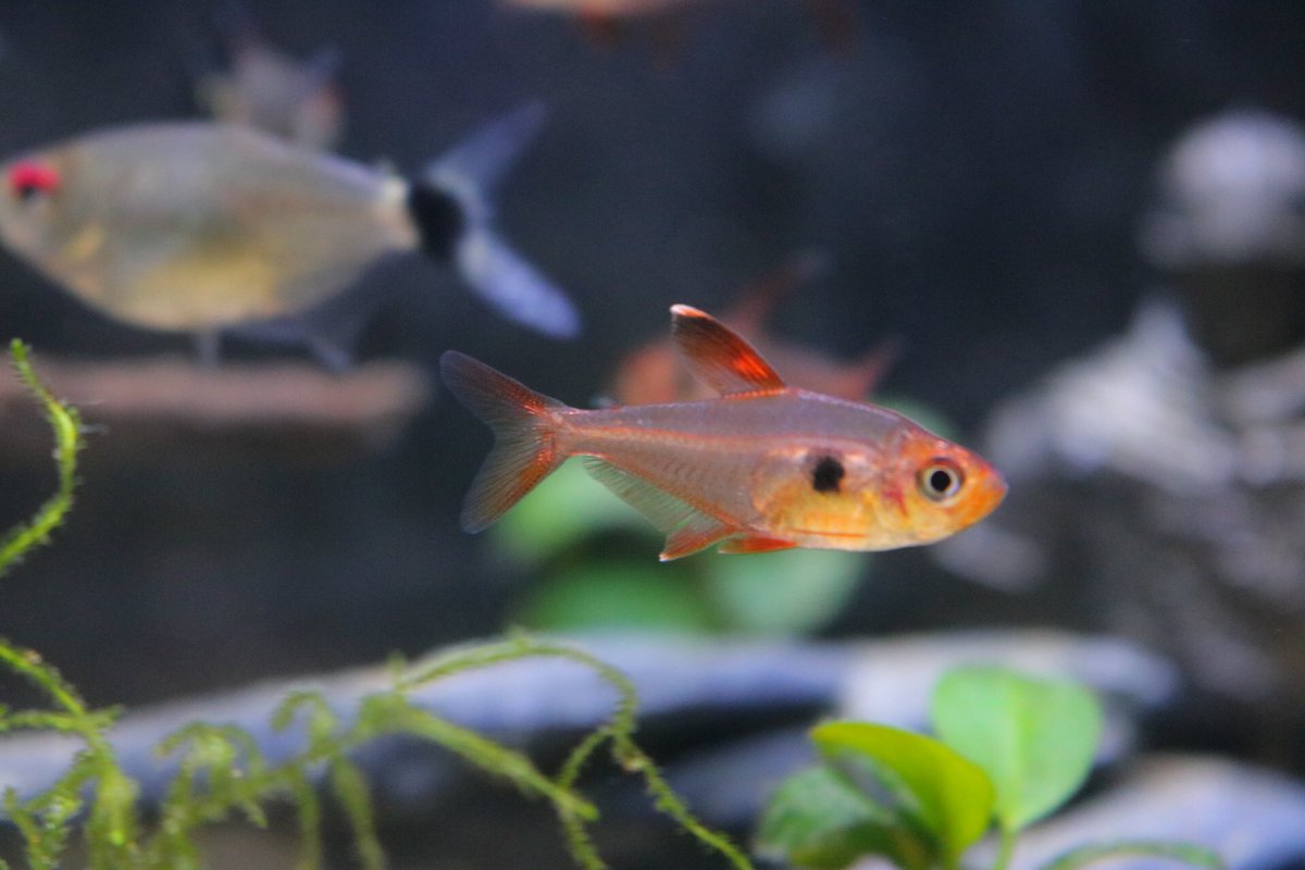 バルーンモンクホーシャ